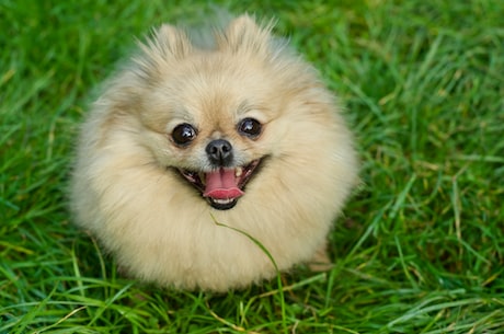 惊叹！原来博美犬还能这么拍，超萌超美超带感的照片清单！