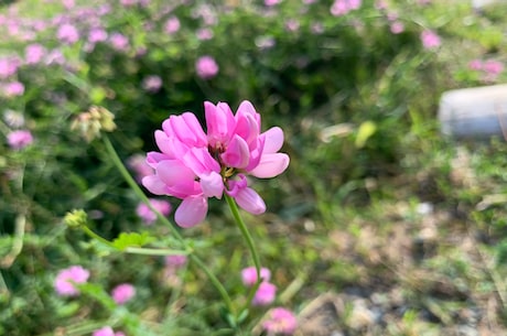 黄芪的副作用大揭秘