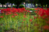 那年花开月正圆电视剧(揭秘《那年花开月正圆》电视剧幕后故事)