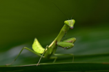 杀虫(天然杀虫剂推荐：生物菌剂！)